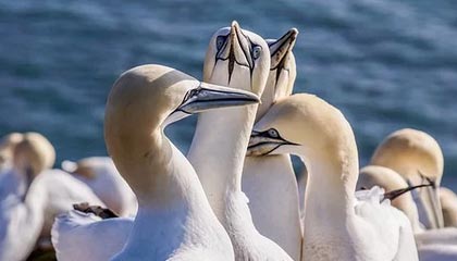 华体会平台：开启全新体育投资与娱乐平台的探险