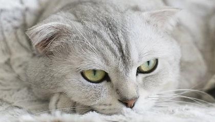 华体会平台：开启全新体育投资与娱乐平台的探险