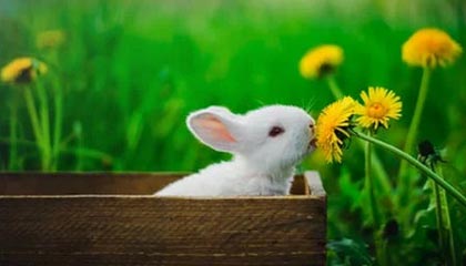 华体会平台：开启全新体育投资与娱乐平台的探险